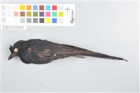 藏品(大卷尾)的圖片